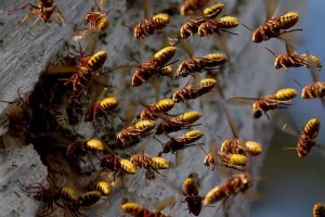 Olyan sűrűn jöttek, hogy egybefüggő fekete gömbnek látszódtak.