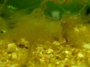 Fonalakba, csomókba rendeződik a fonal-vagy hajalga