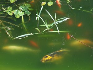 Opálos, zöld színű víz: a zöld alga műve