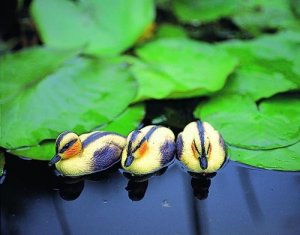 Ugye, milyen helyesek?